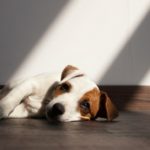 Helping Your Dog Through Grief and Stress