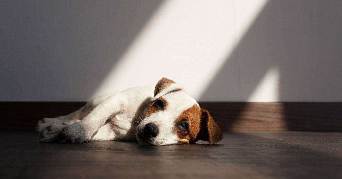 Helping Your Dog Through Grief and Stress