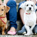 Pet Custody Laws in NJ: Who Gets the Dog in the Divorce?